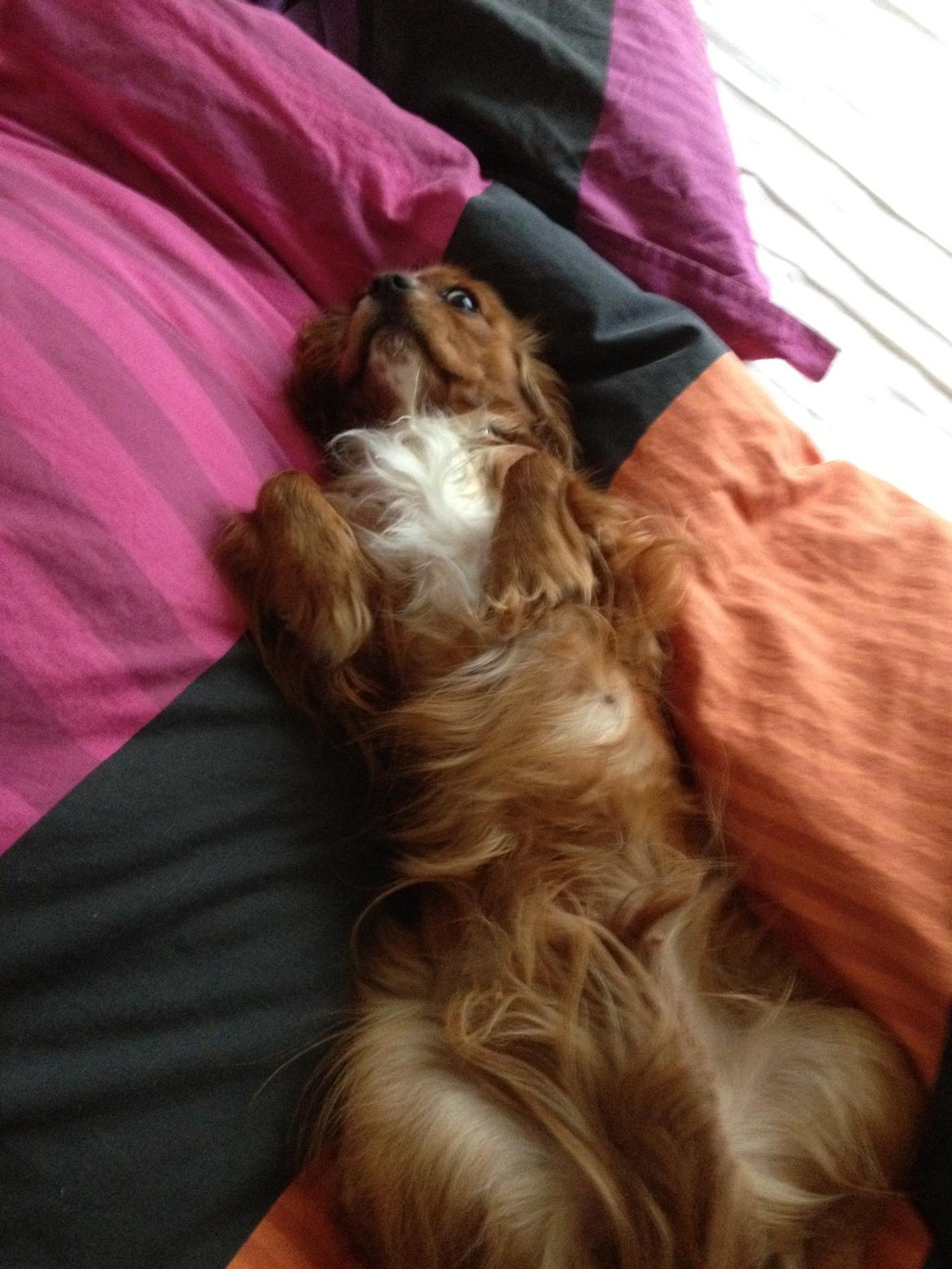 Cavalier king charles spaniel Silje - Silje eeeeelsker dyner ;-) billede 7