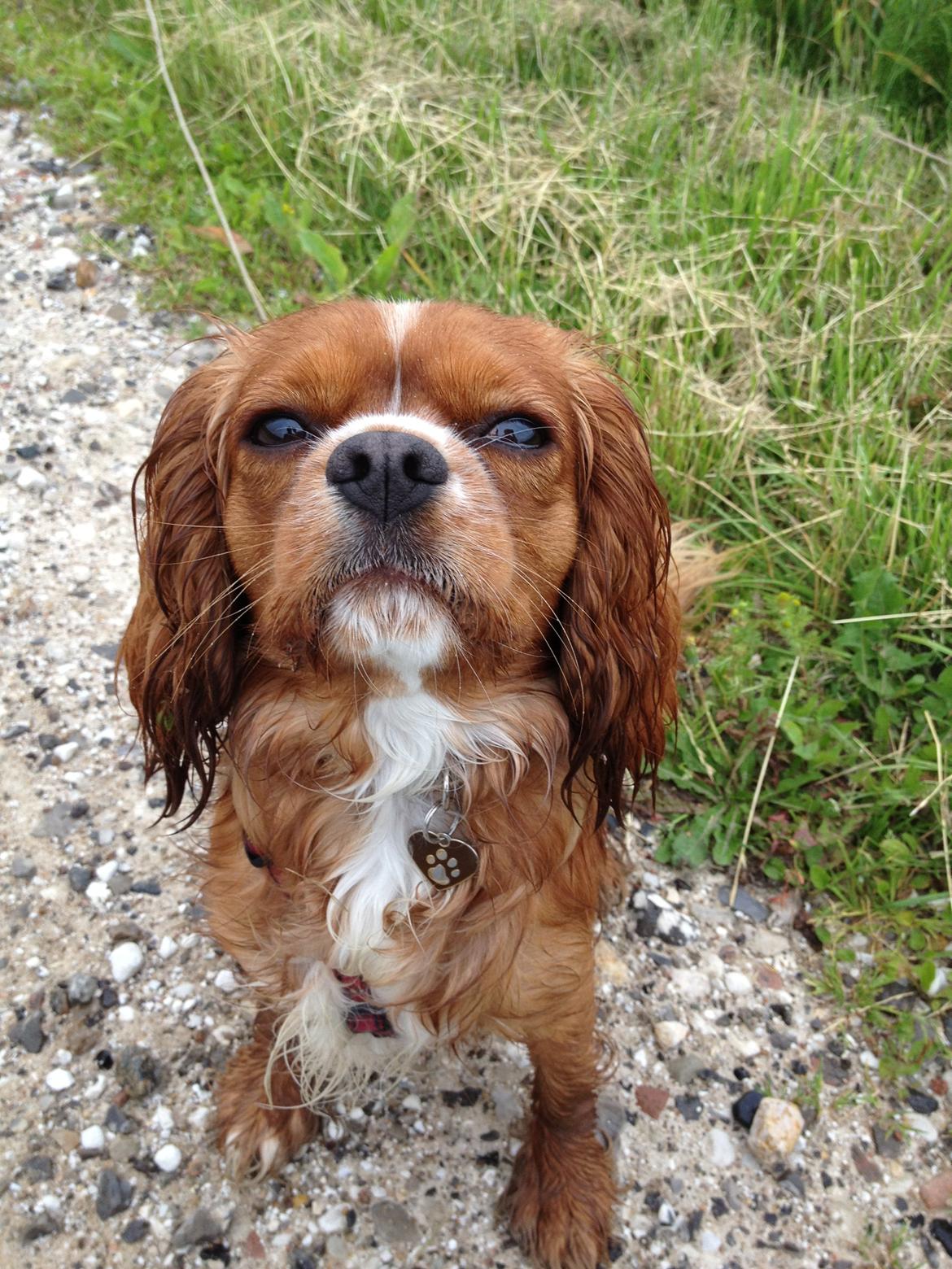 Cavalier king charles spaniel Silje - Ude på tur i regnvejr. billede 8