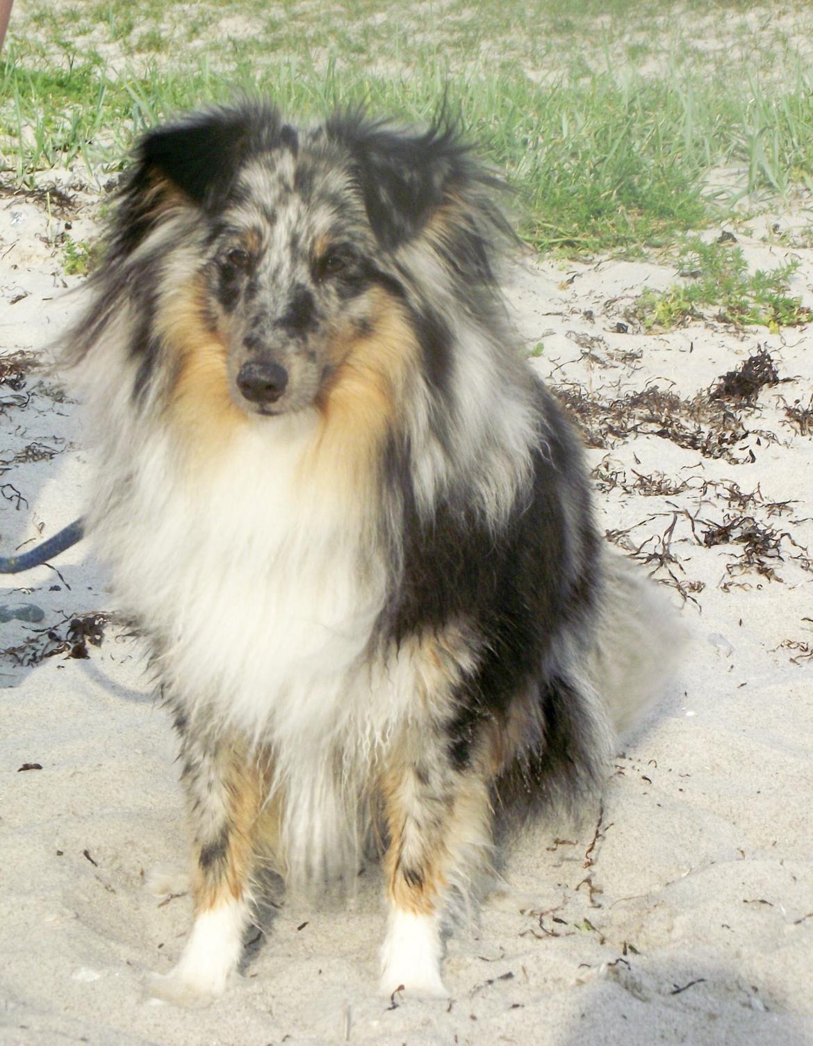 Shetland sheepdog Kennel Mifans Hero Hovsasa - Velkommen til Hero's profil. Smid gerne en kommentar og bedømmelse inden du går.

-Potedask herfra. billede 1
