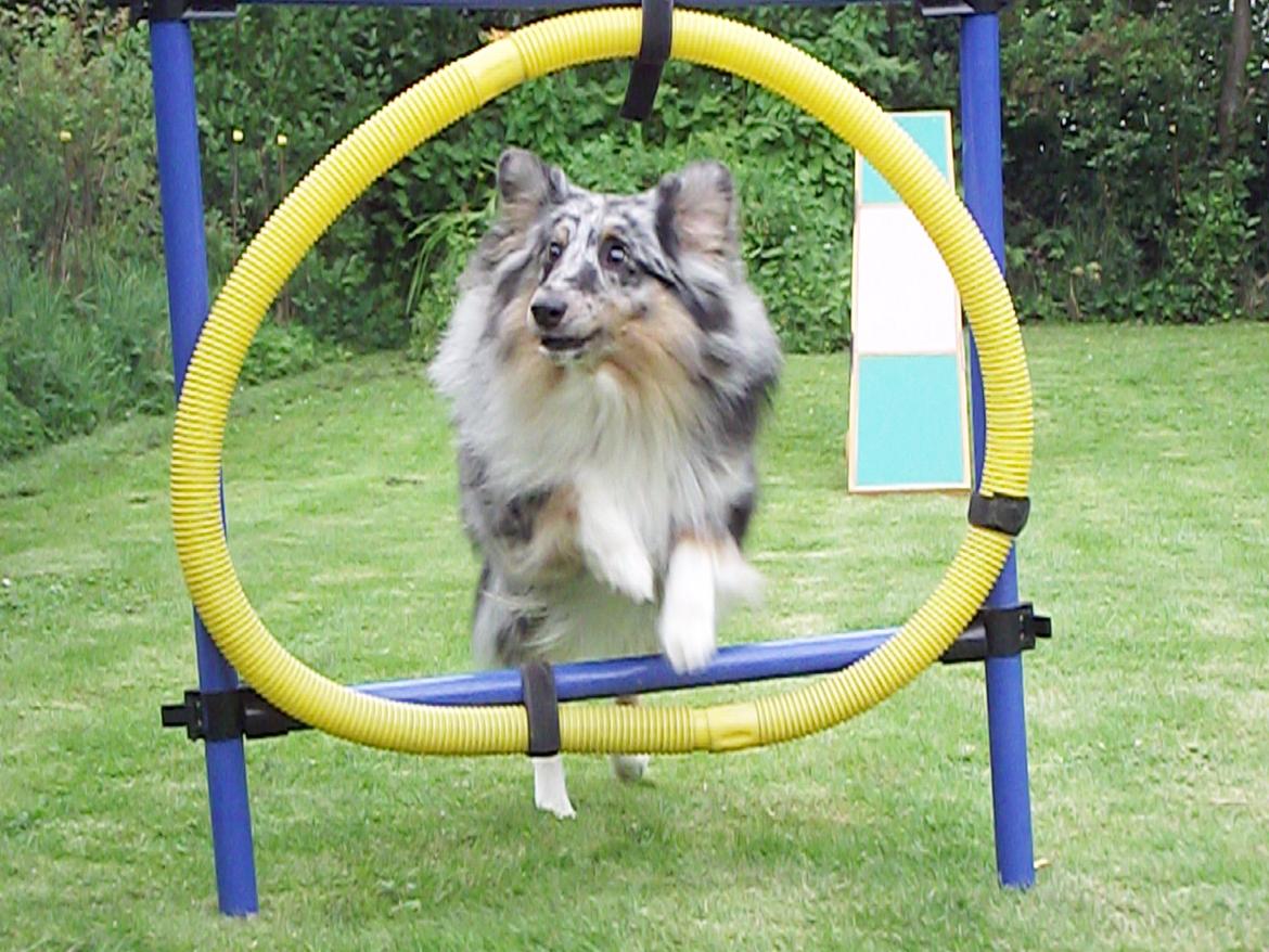 Shetland sheepdog Kennel Mifans Hero Hovsasa - D. 2-8-12. billede 12