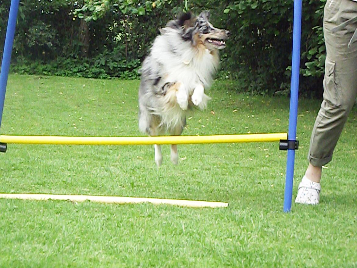 Shetland sheepdog Kennel Mifans Hero Hovsasa - Han kan jo godt springe.
Til at starte med ville han ikke gå over en gren der lå på jorden. billede 13