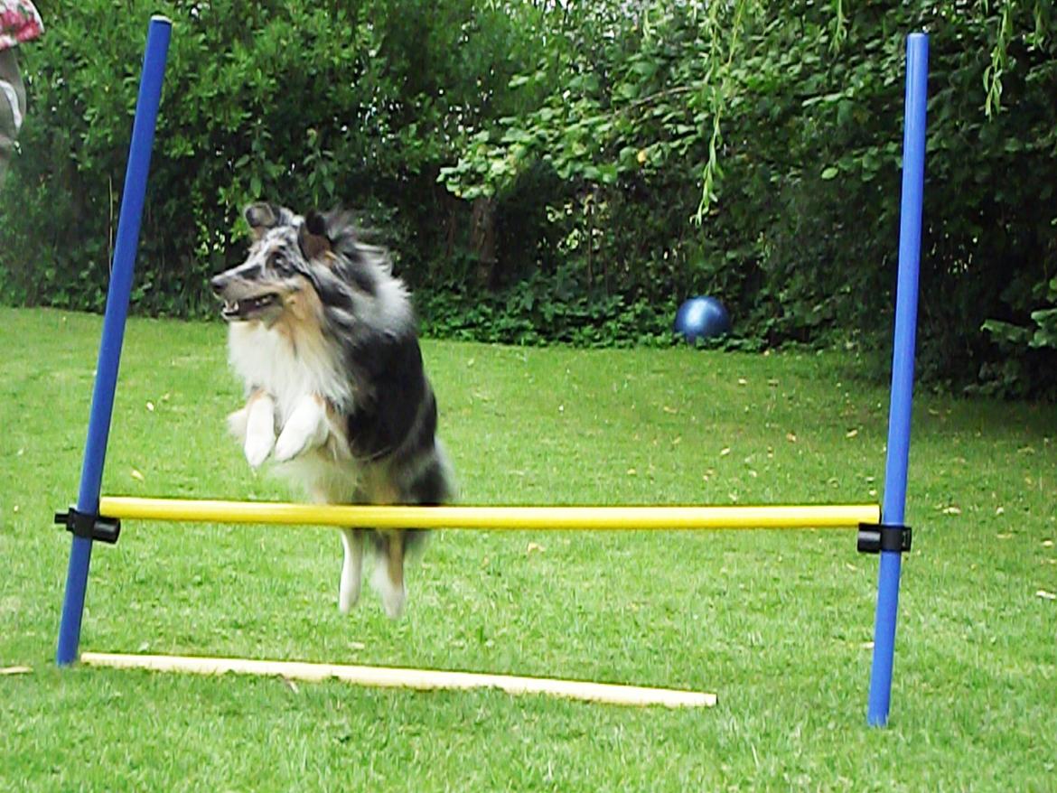 Shetland sheepdog Kennel Mifans Hero Hovsasa billede 14