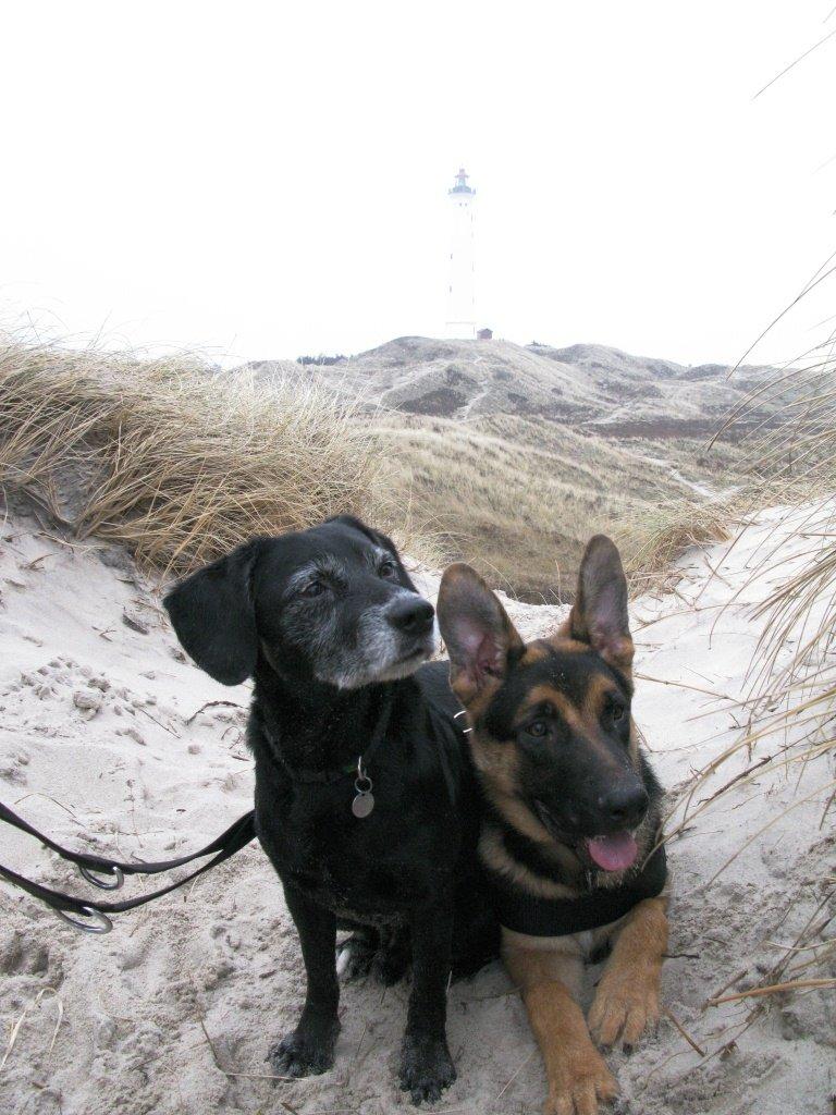 Blanding af racer Barney - Vinter 2012 billede 7