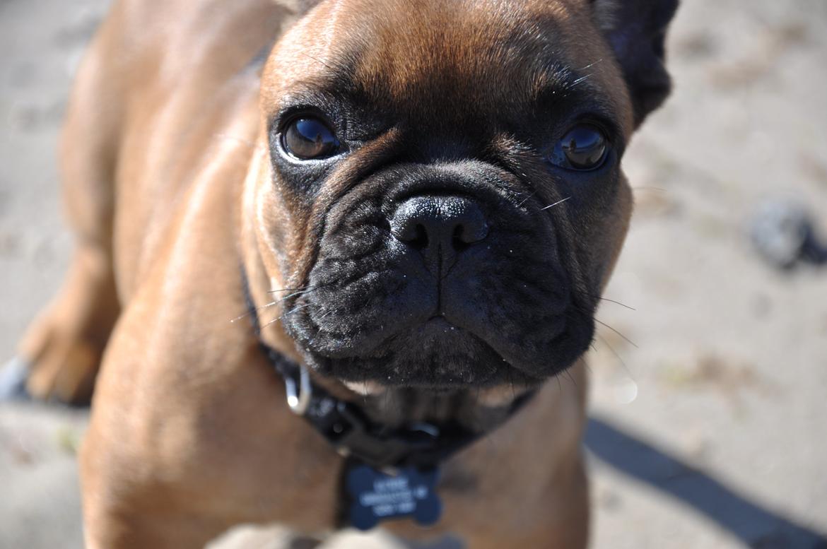 Fransk bulldog Joey - 10  uger - på stranden  billede 9