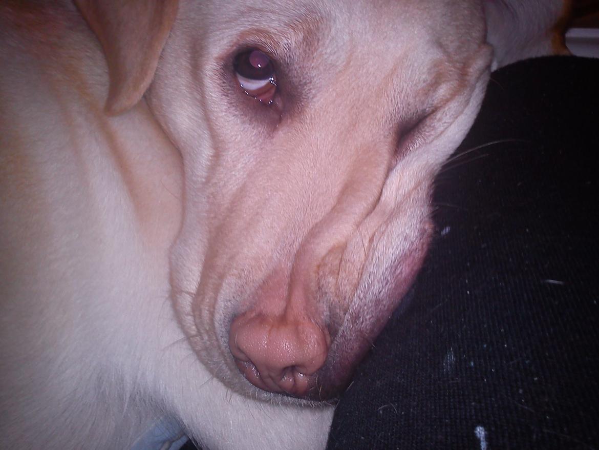 Labrador retriever (Fomel 1) Trine - hahaaa billede 8