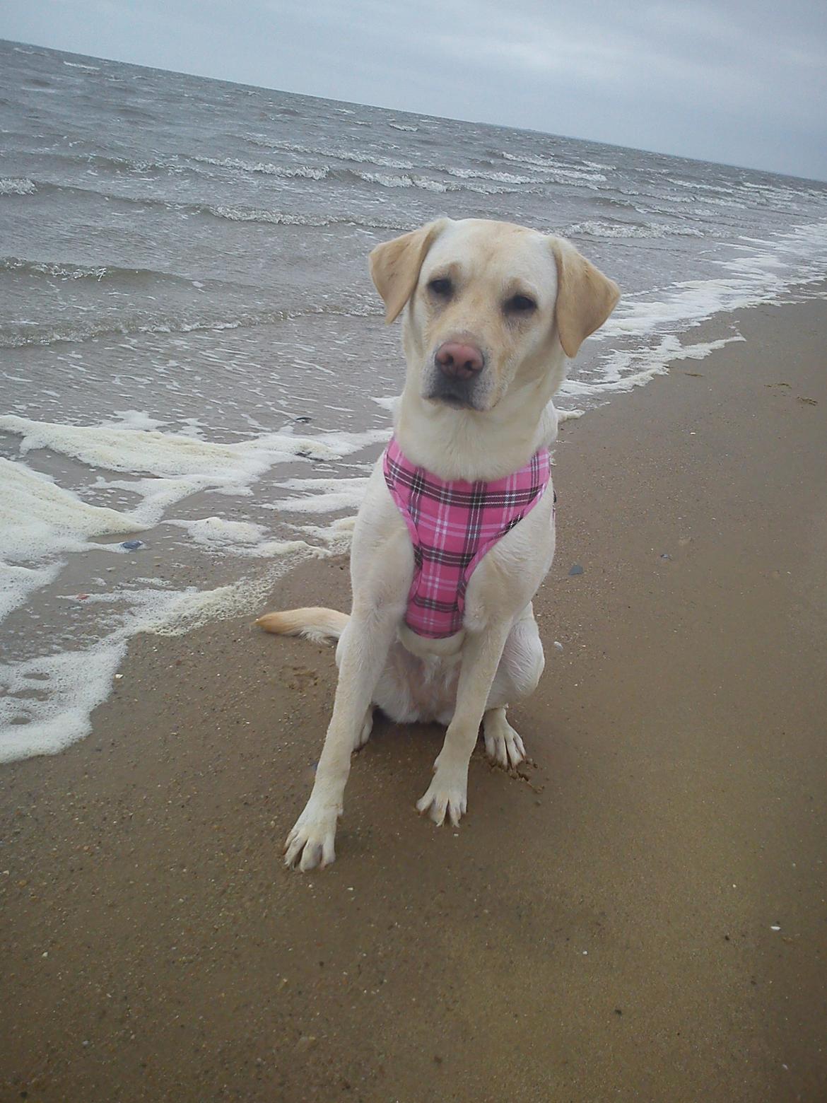 Labrador retriever (Fomel 1) Trine - sidder så fint ved vandet i hendes nye sele :) billede 5
