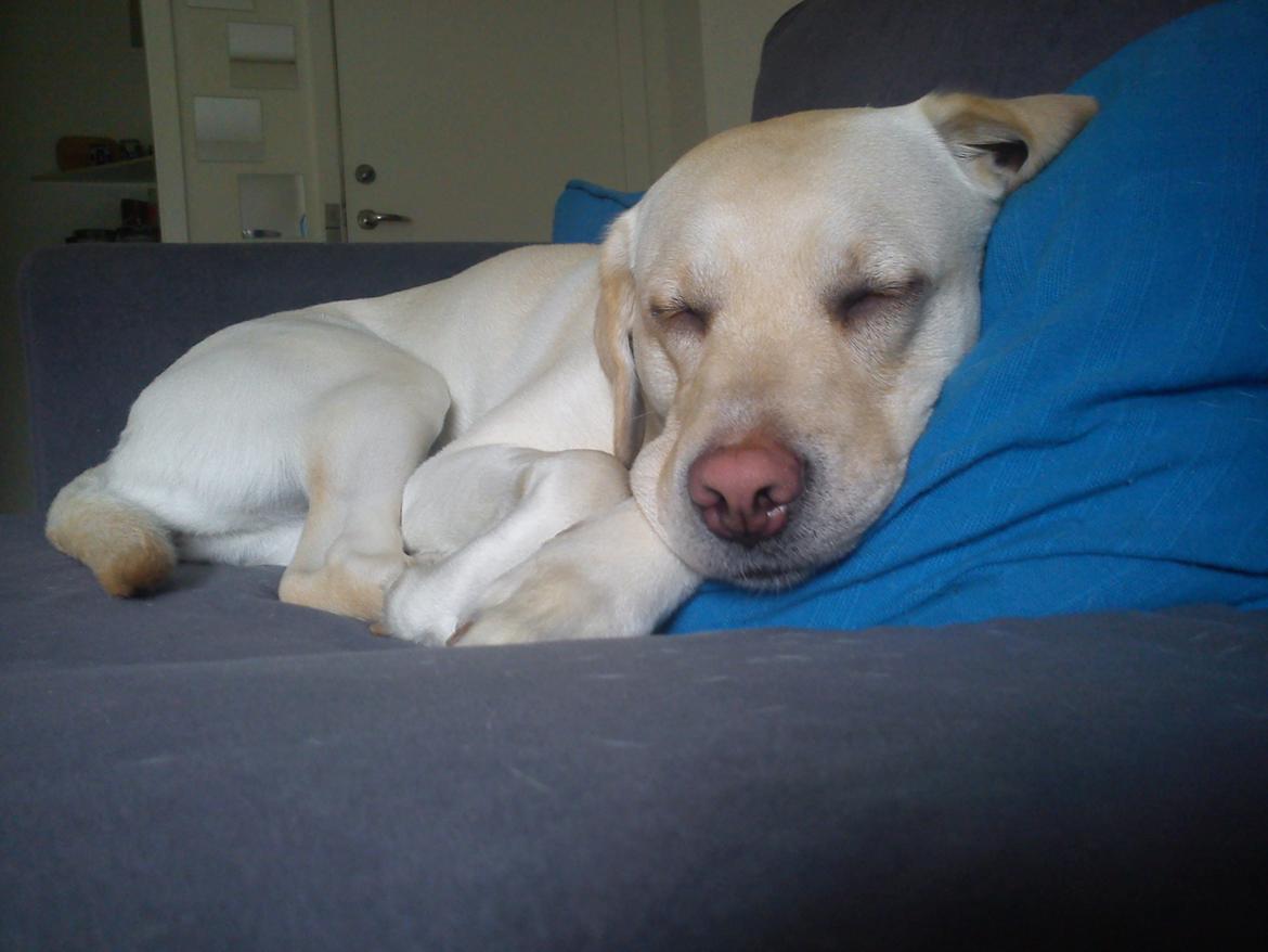 Labrador retriever (Fomel 1) Trine - min pige så sød når hun sover billede 6