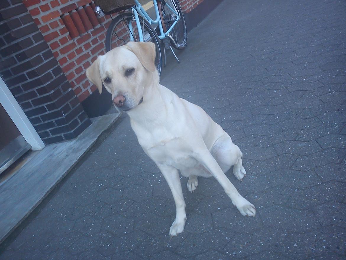 Labrador retriever (Fomel 1) Trine - taget d. 26/7 billede 7