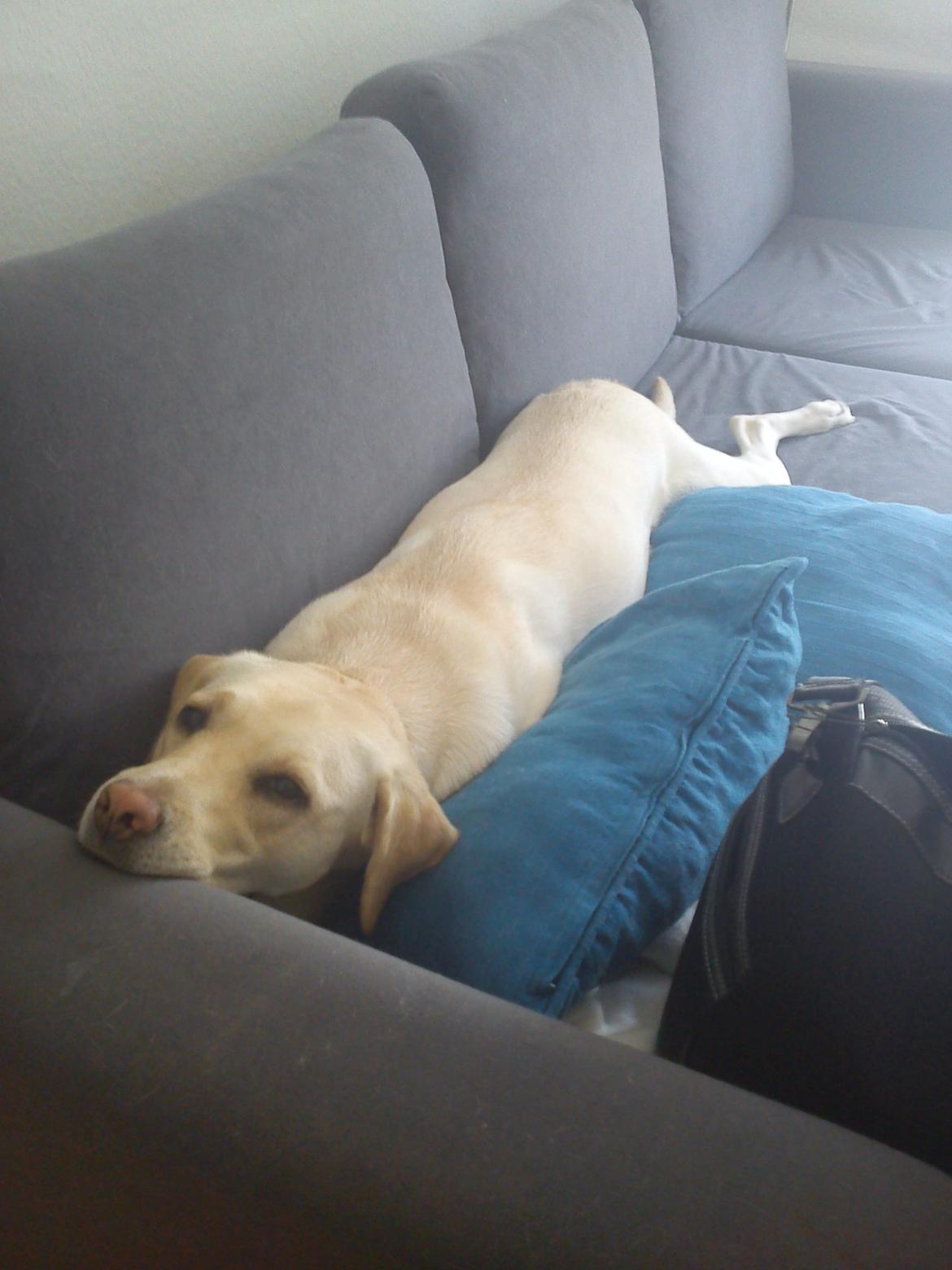 Labrador retriever (Fomel 1) Trine - trines ynglings sted på sofaen :) billede 9