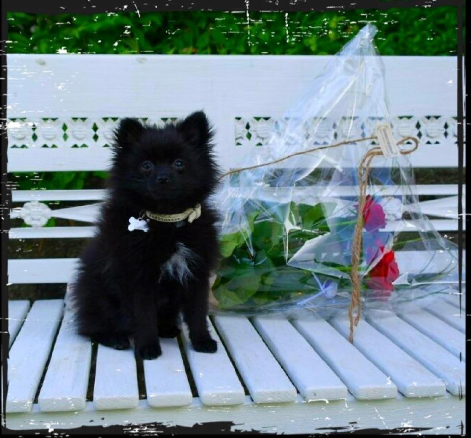 Pomeranian Louis billede 12