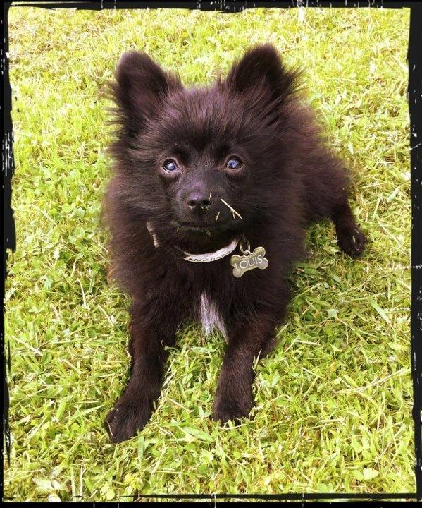 Pomeranian Louis billede 13