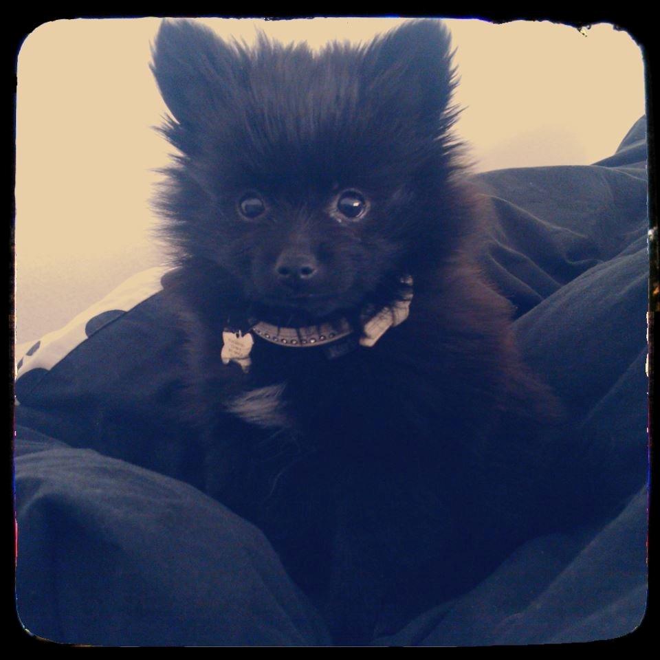 Pomeranian Louis billede 7