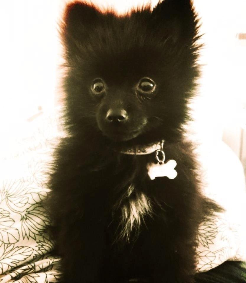 Pomeranian Louis billede 14