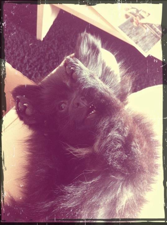 Pomeranian Louis billede 16