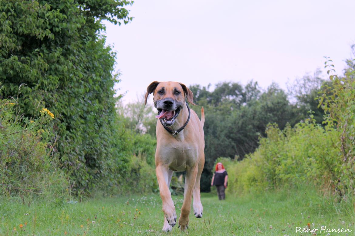 Grand danois horsebjerg Soulmate of gold billede 1