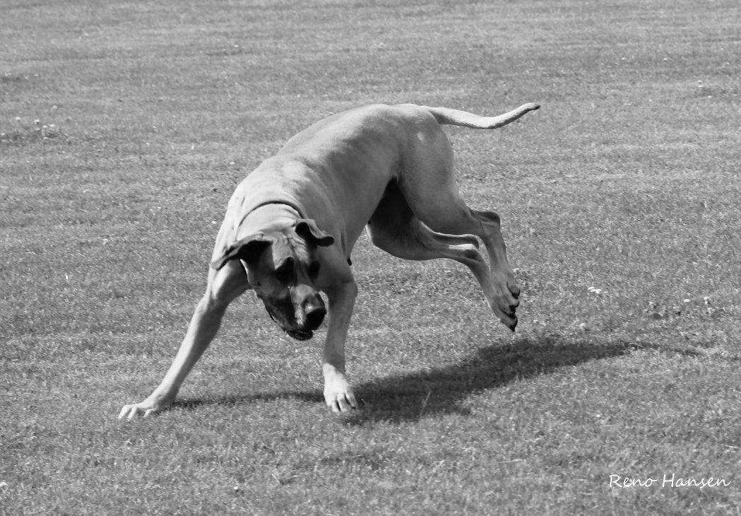 Grand danois horsebjerg Soulmate of gold billede 2