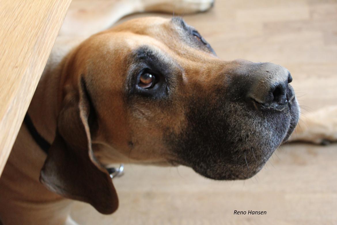 Grand danois horsebjerg Soulmate of gold billede 3