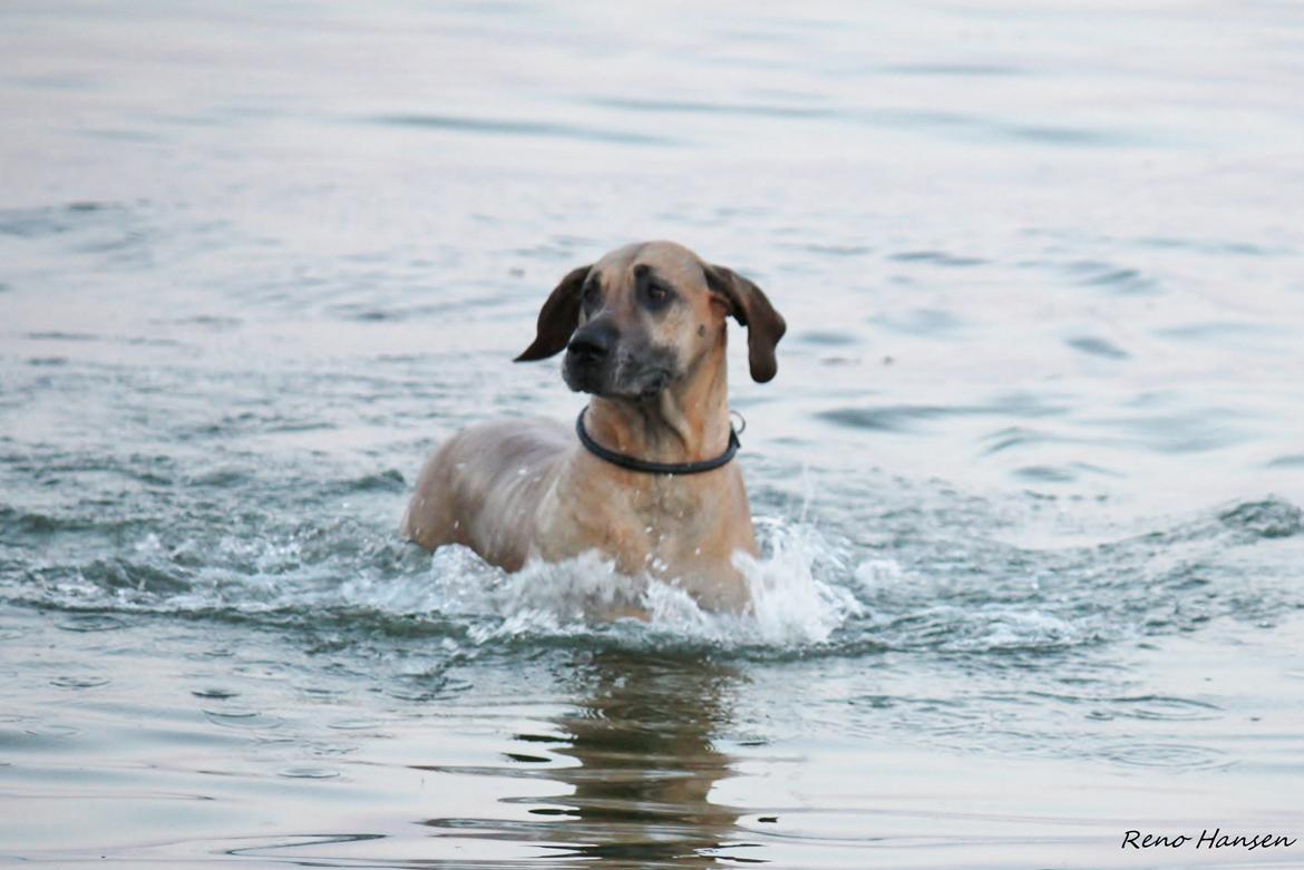 Grand danois horsebjerg Soulmate of gold billede 4