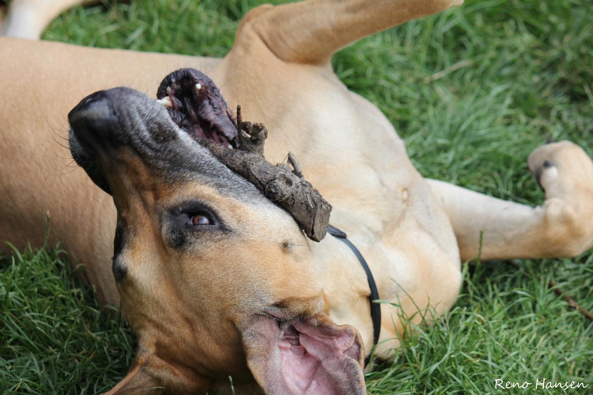 Grand danois horsebjerg Soulmate of gold billede 5