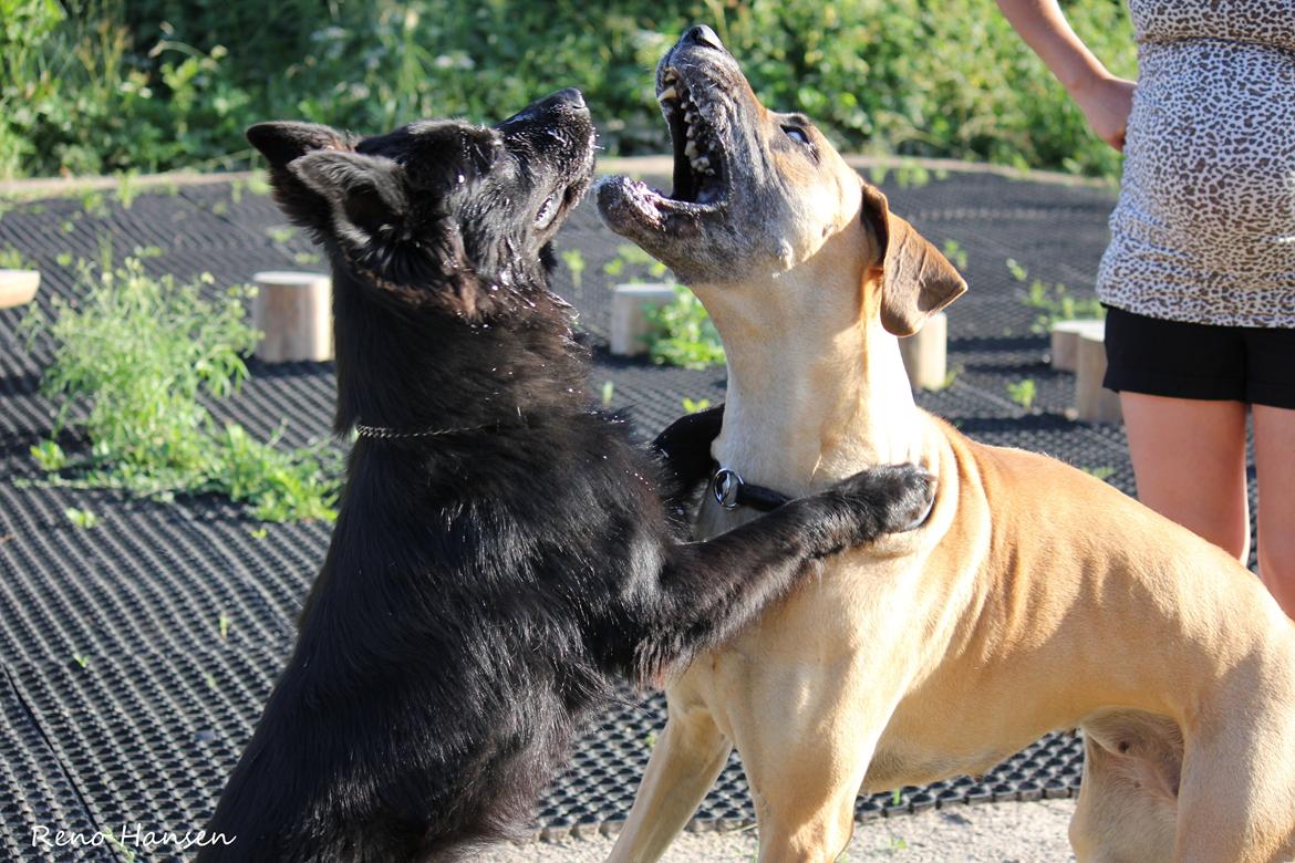 Grand danois horsebjerg Soulmate of gold billede 6