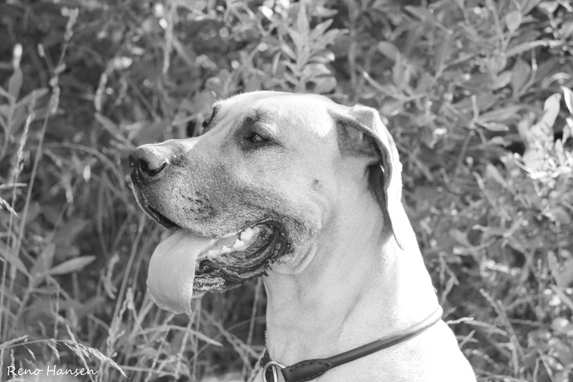 Grand danois horsebjerg Soulmate of gold billede 7