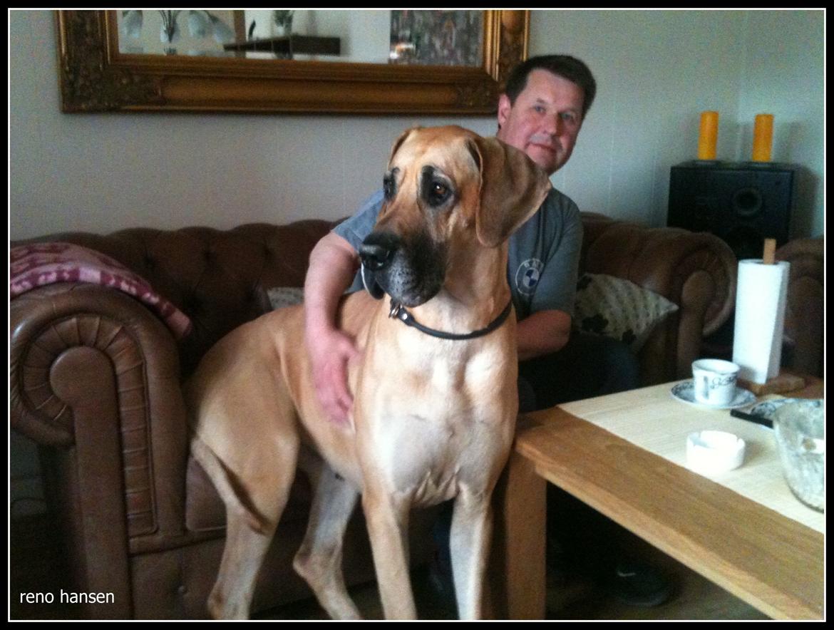 Grand danois horsebjerg Soulmate of gold billede 8