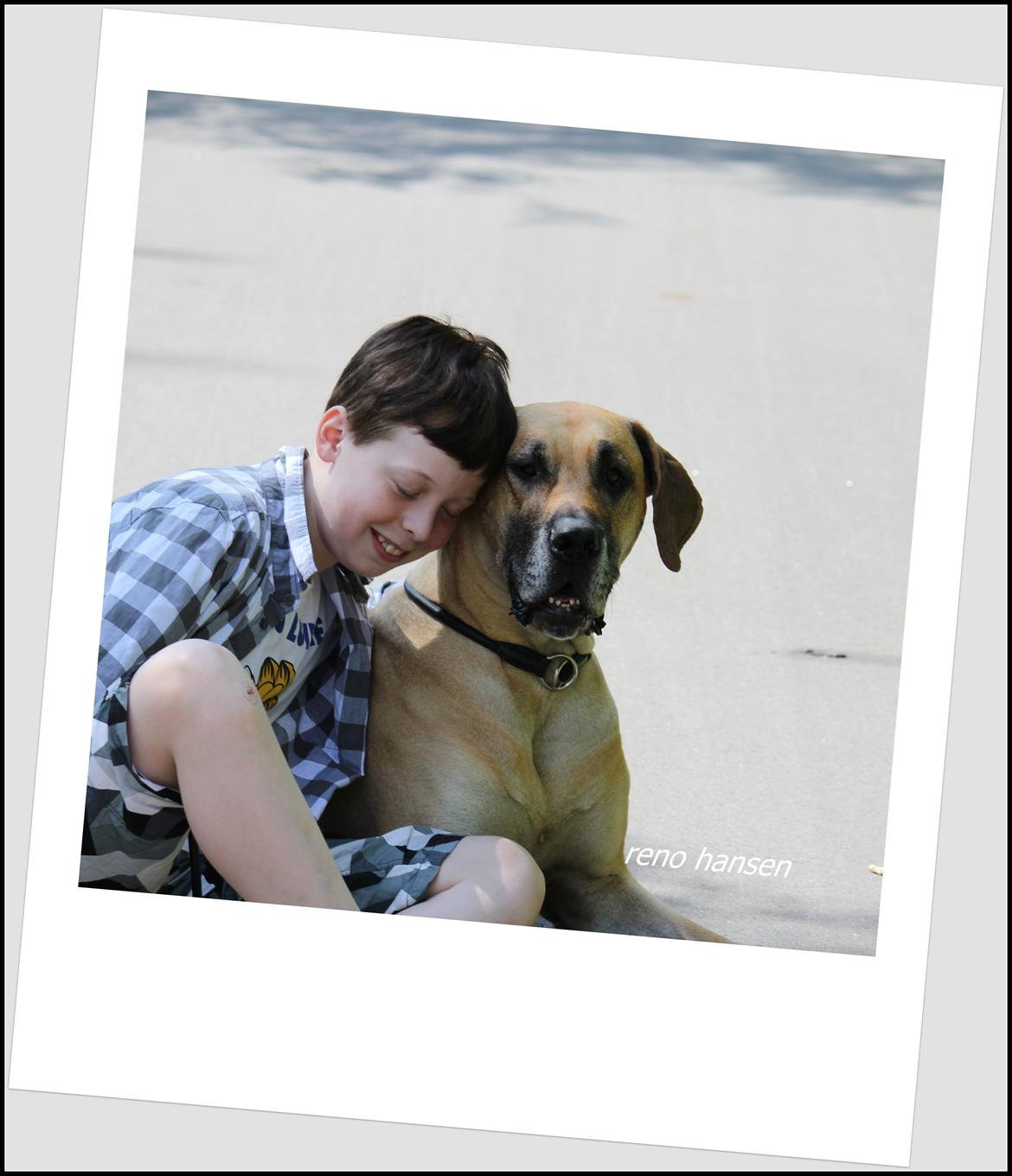 Grand danois horsebjerg Soulmate of gold billede 9