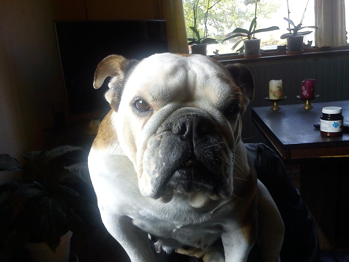 Engelsk bulldog Trunte R.i.p D25/5-2015 billede 6