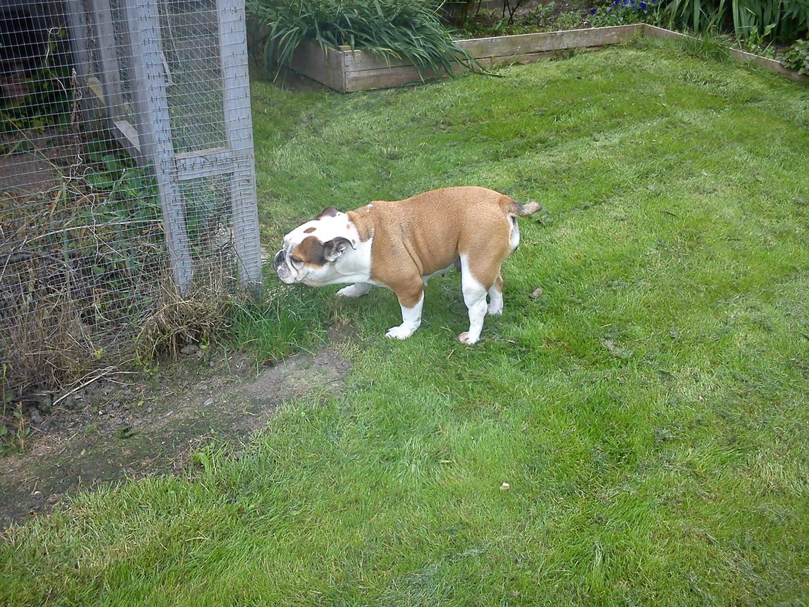 Engelsk bulldog Trunte R.i.p D25/5-2015 billede 7