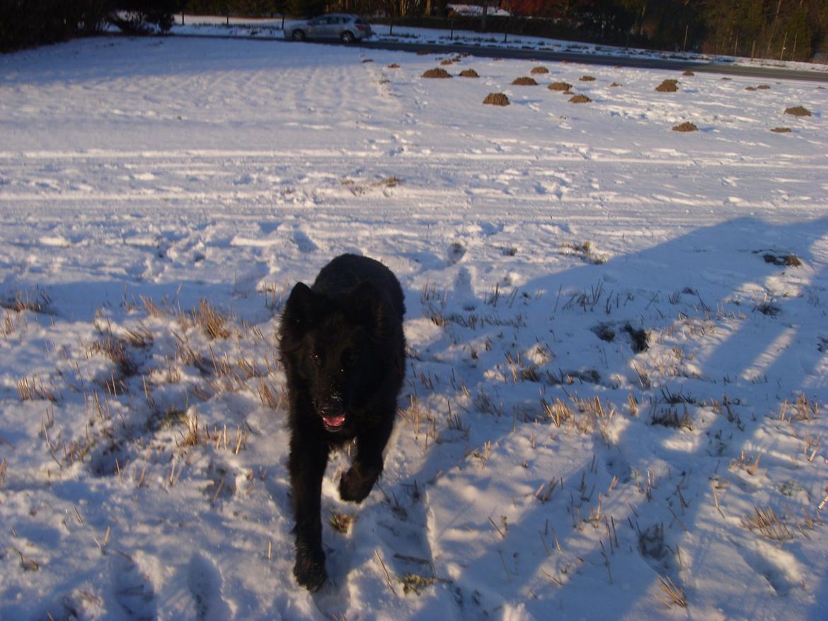 Schæferhund Bamse billede 1