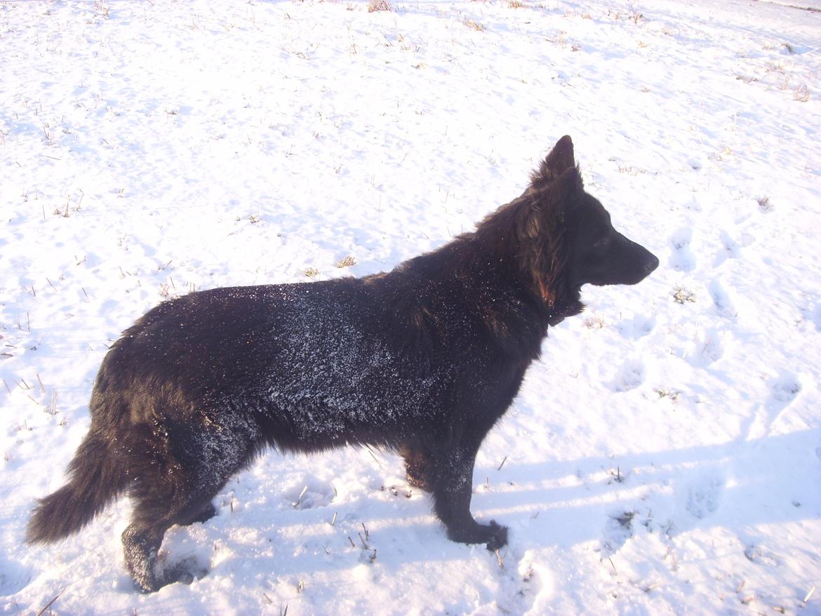 Schæferhund Bamse billede 2