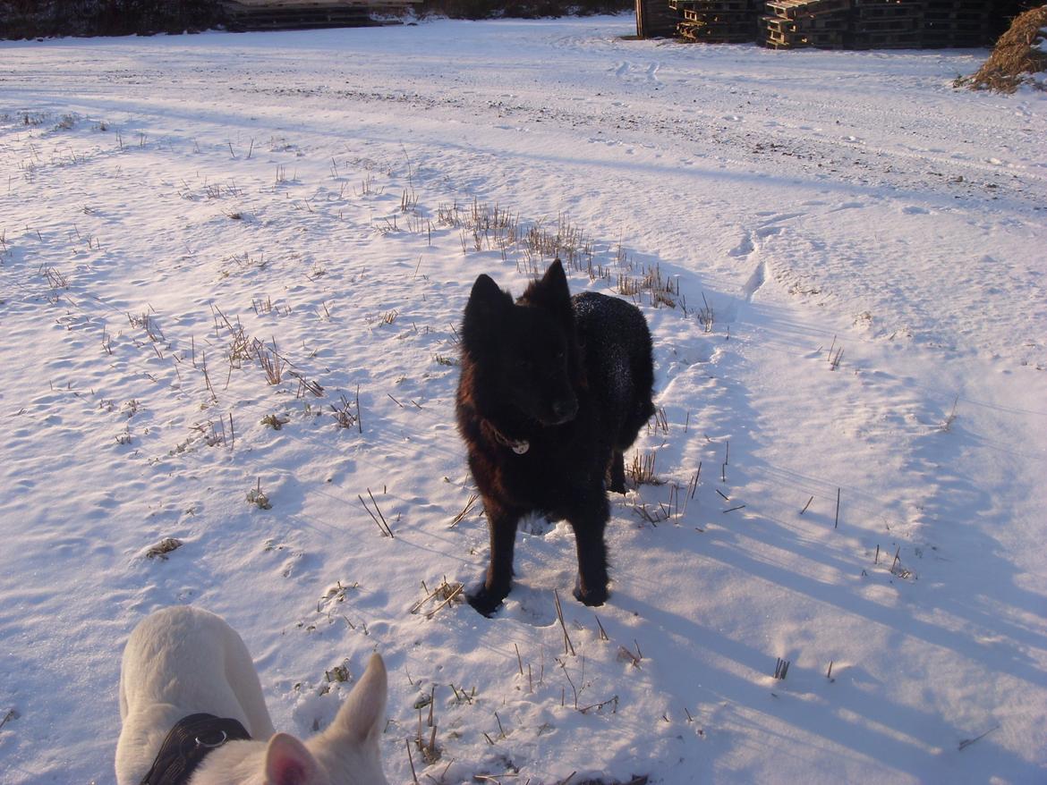 Schæferhund Bamse billede 3