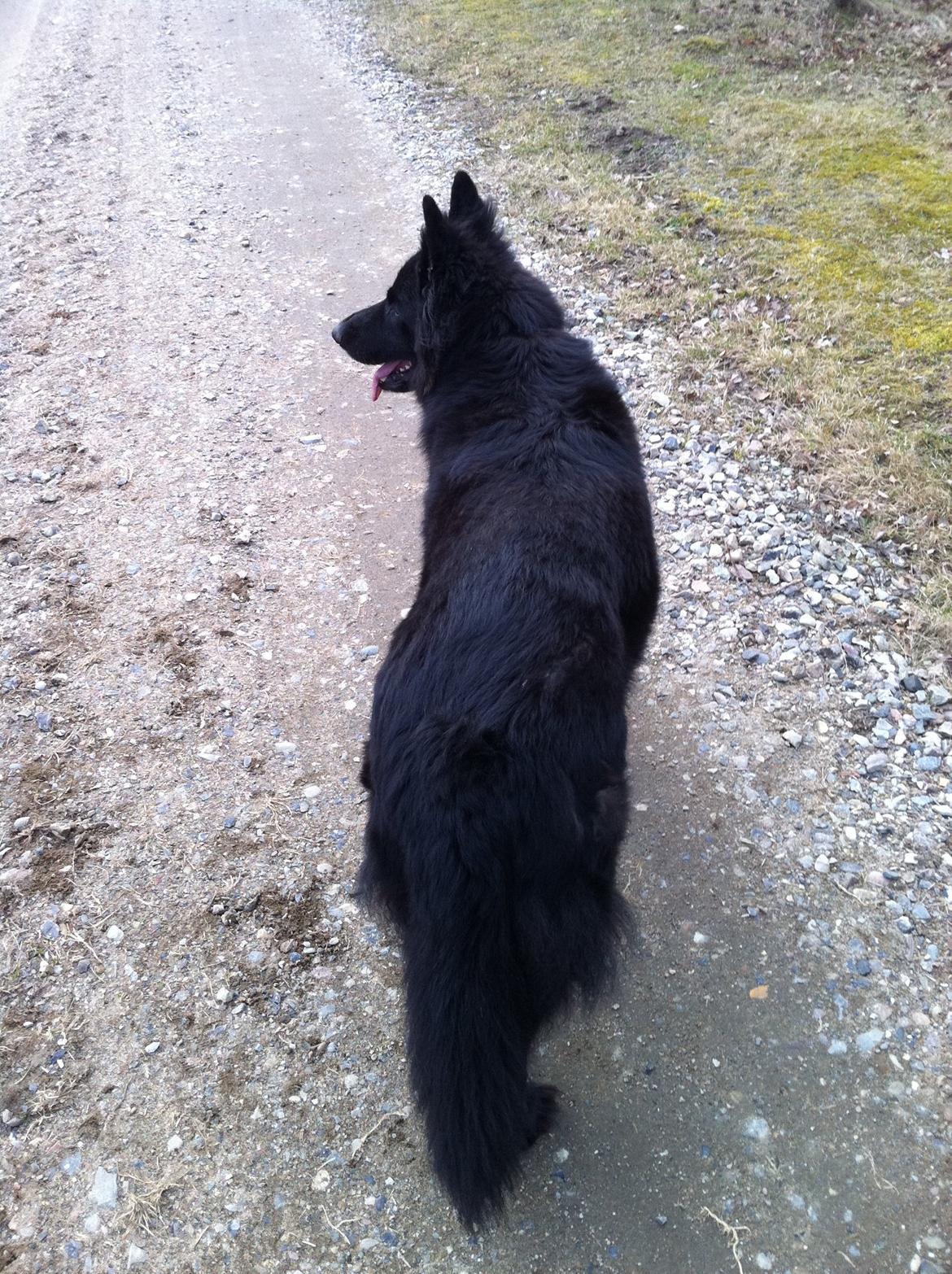 Schæferhund Bamse billede 4