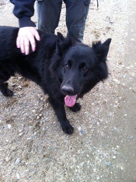 Schæferhund Bamse billede 5