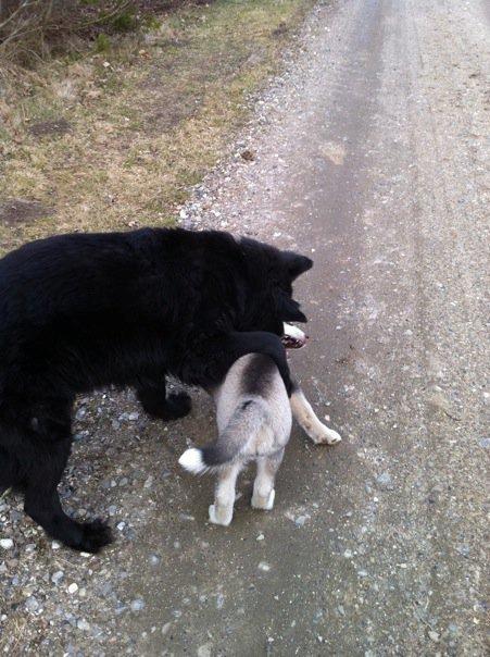Schæferhund Bamse billede 7