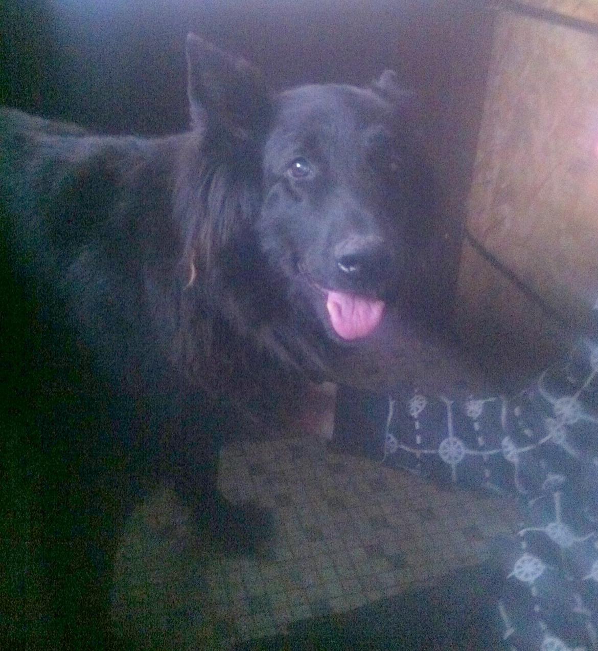 Schæferhund Bamse billede 8