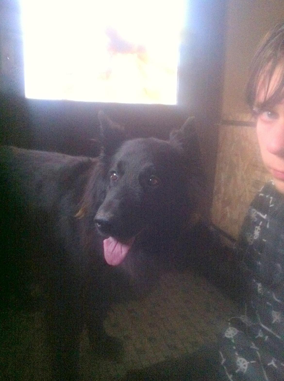 Schæferhund Bamse billede 10