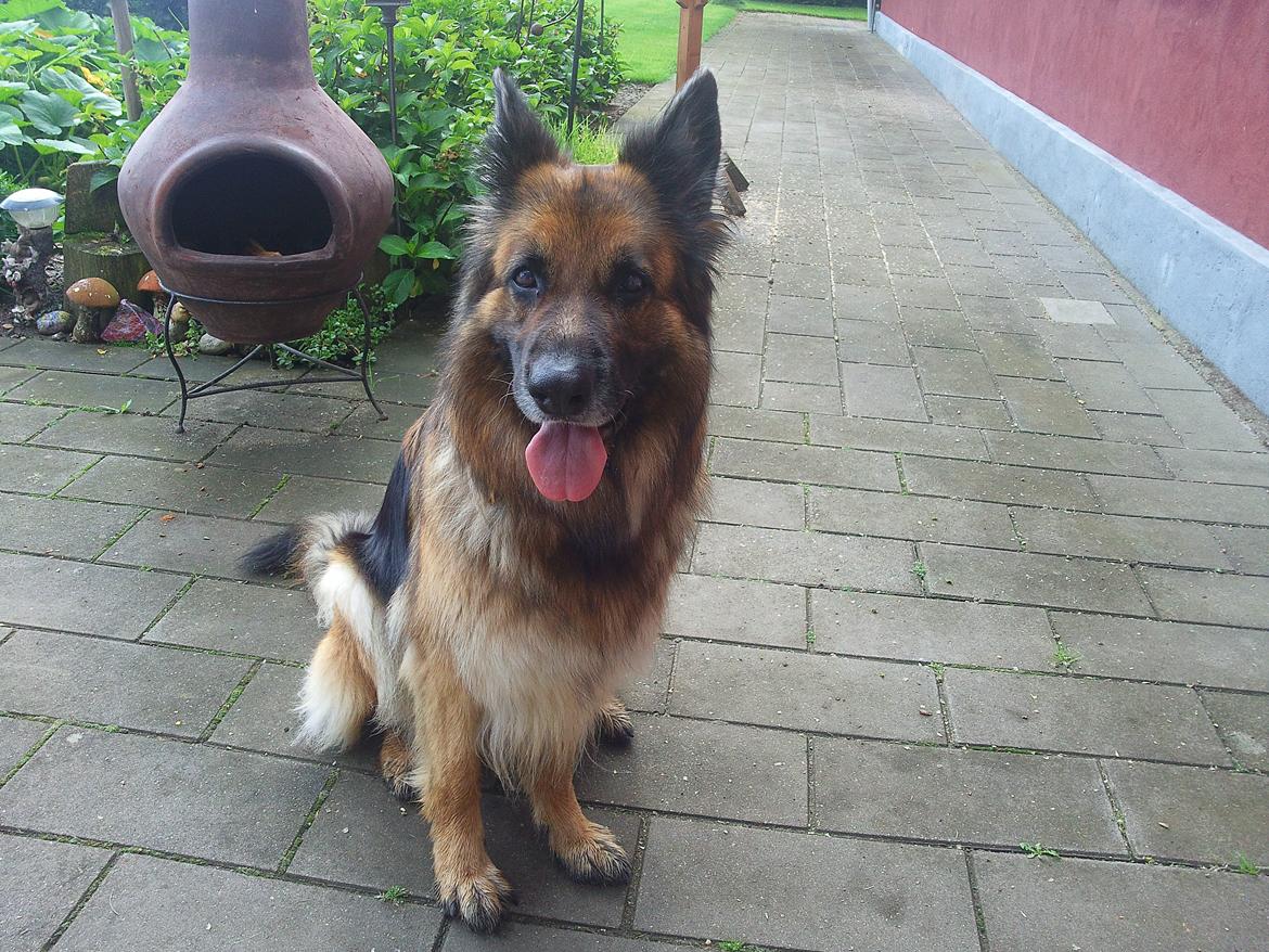 Schæferhund Sila billede 1