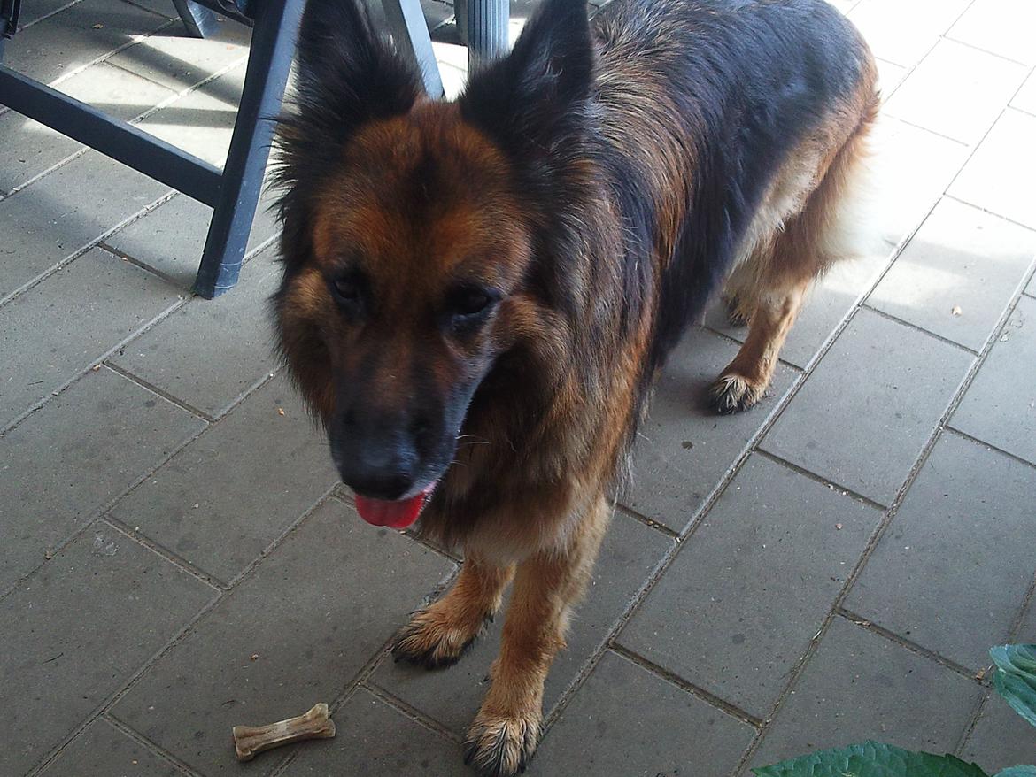 Schæferhund Sila billede 2