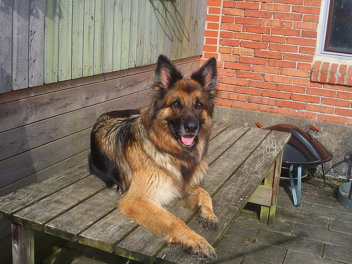 Schæferhund Sila billede 3