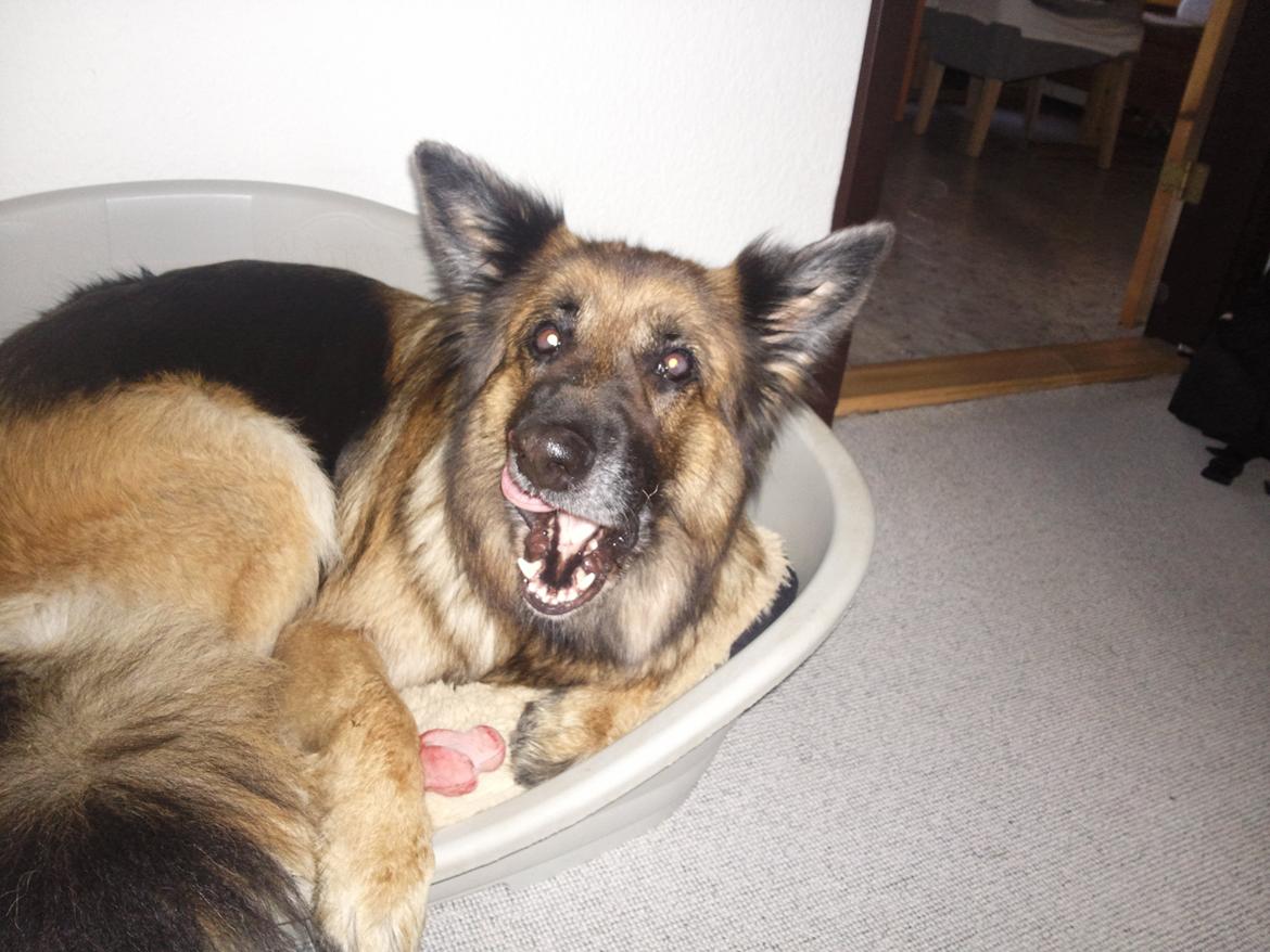 Schæferhund Sila billede 4
