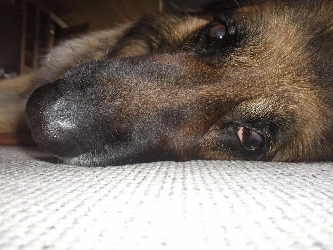 Schæferhund Sila billede 5