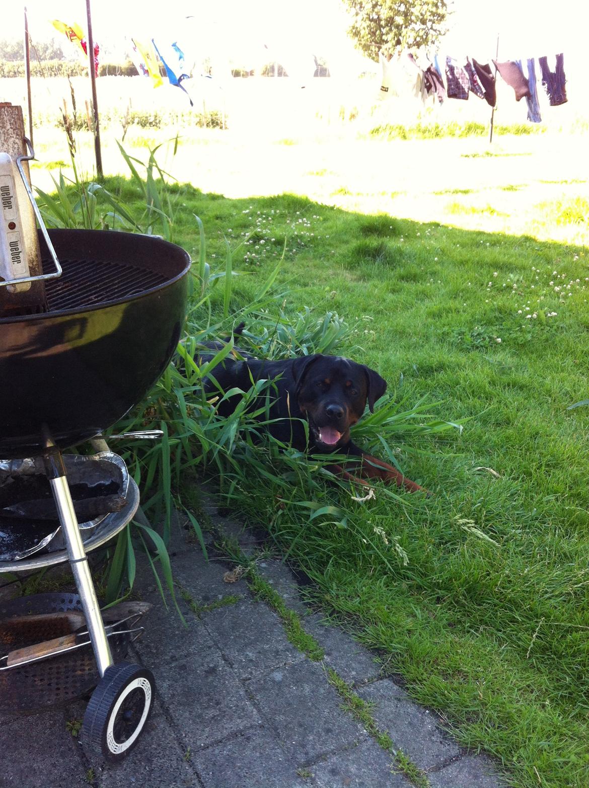 Rottweiler Gonzo billede 11