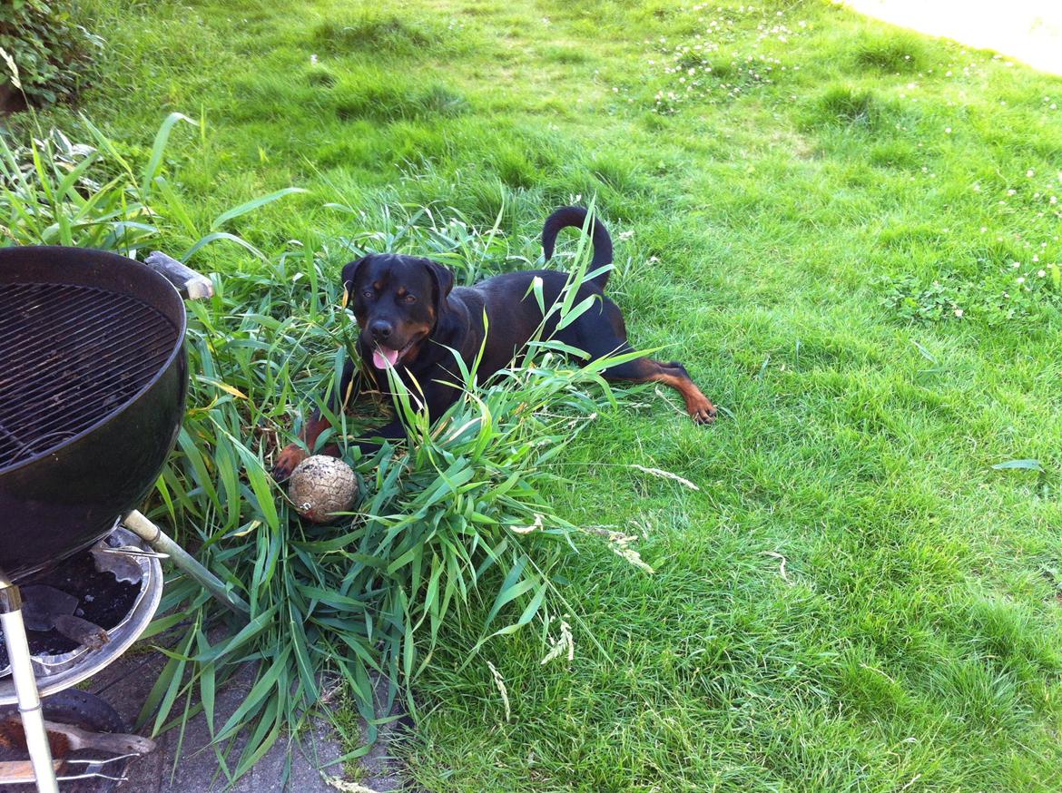 Rottweiler Gonzo billede 12