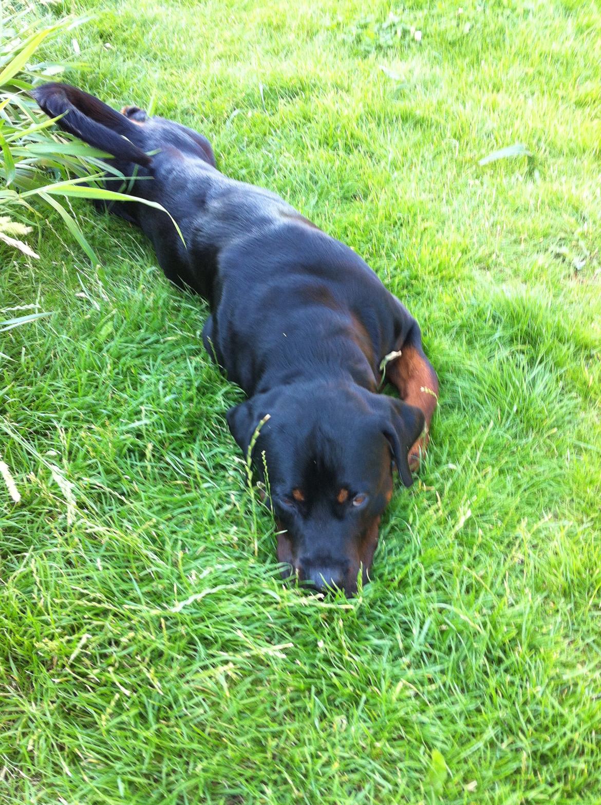 Rottweiler Gonzo billede 13