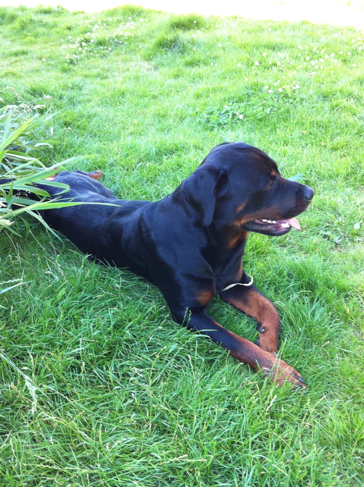 Rottweiler Gonzo billede 1