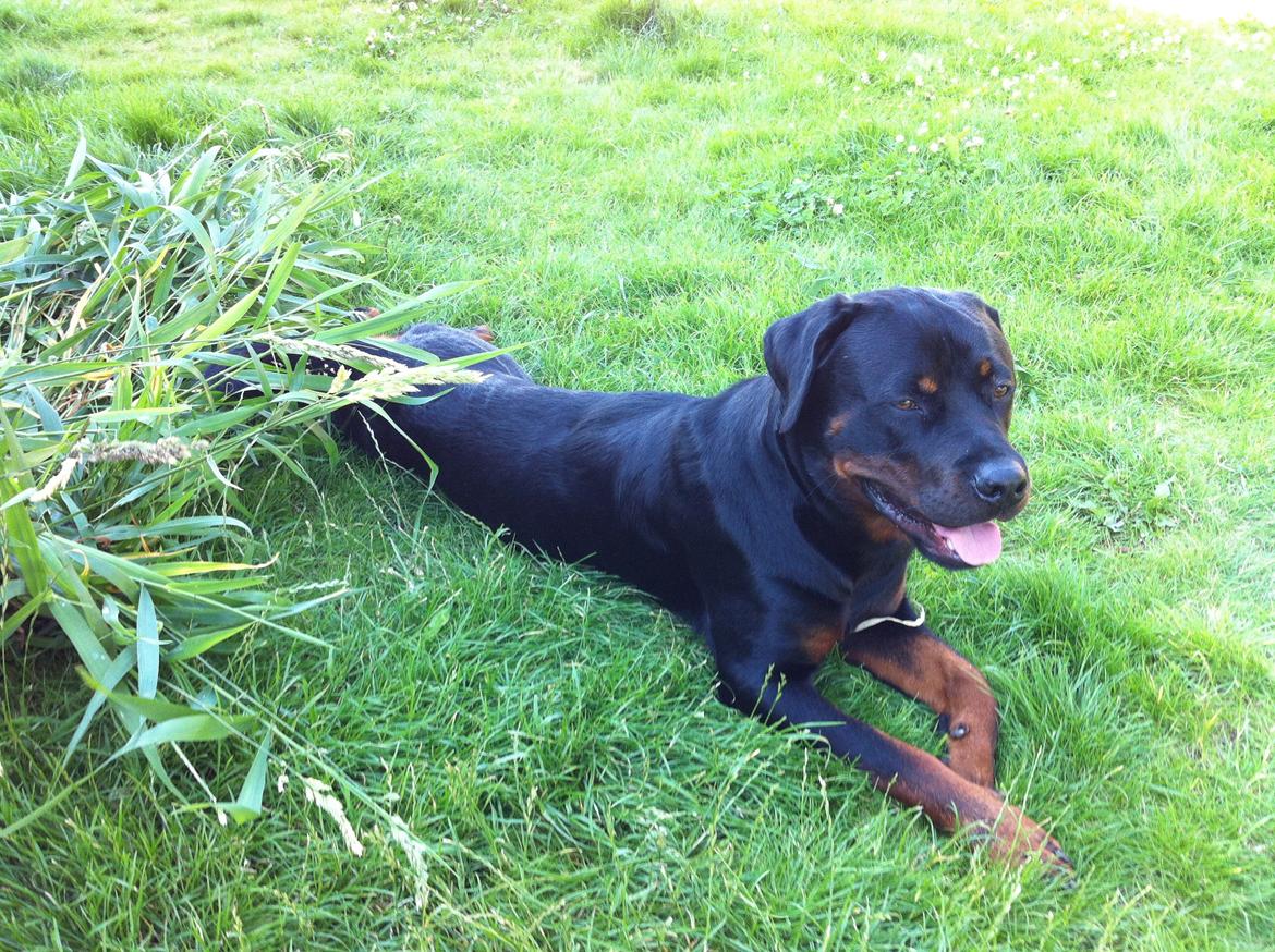 Rottweiler Gonzo billede 2