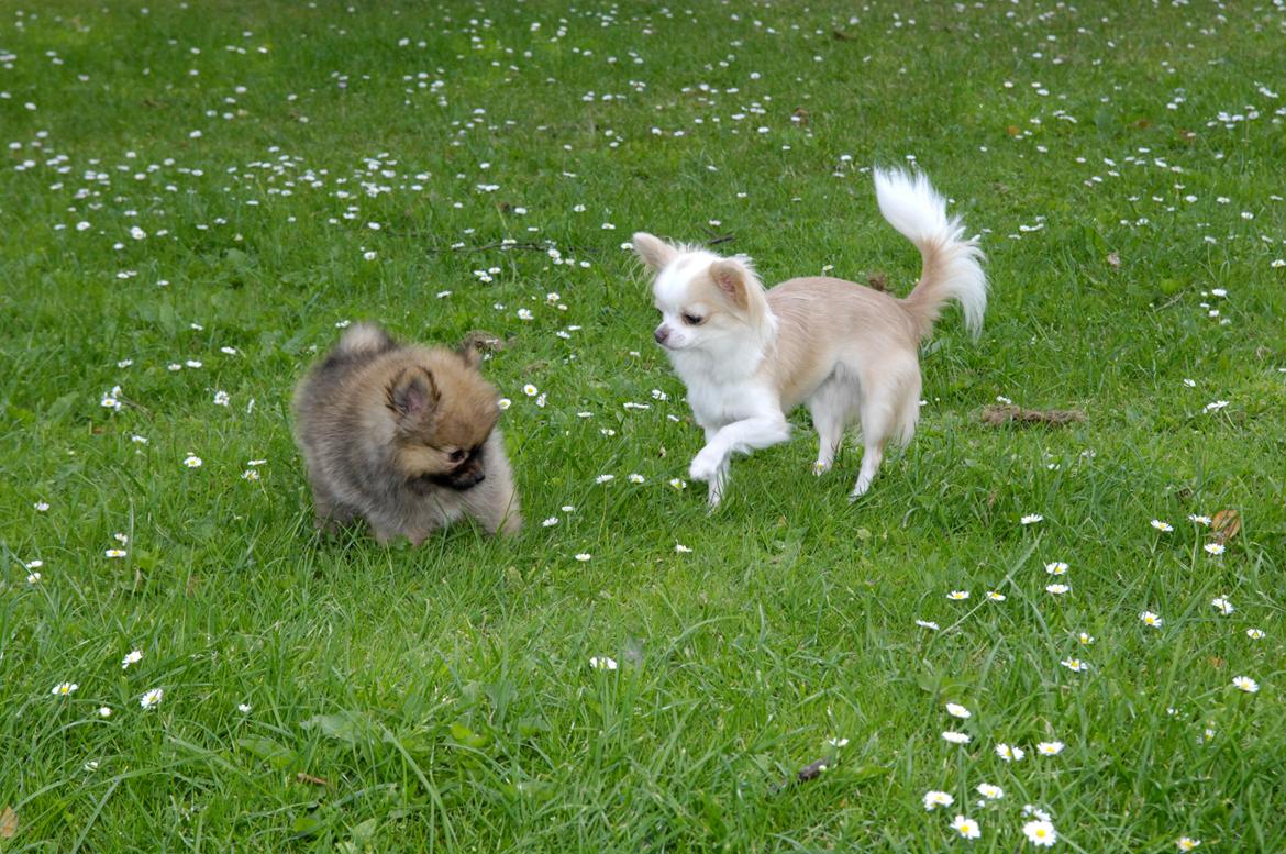 Chihuahua Mazey (Tut) billede 7