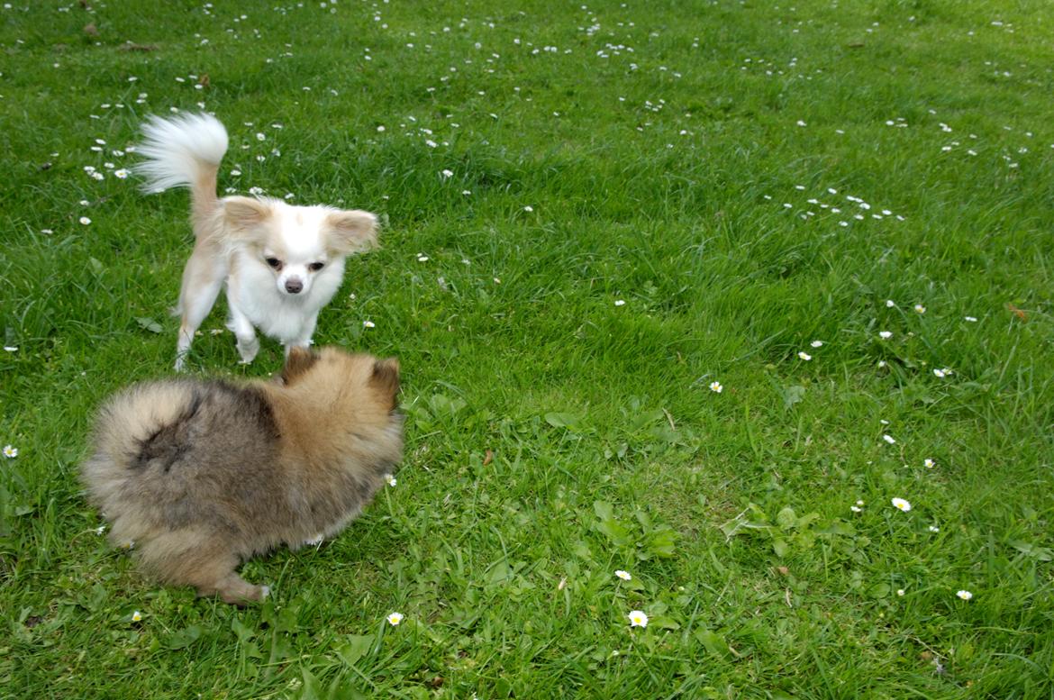 Chihuahua Mazey (Tut) billede 8