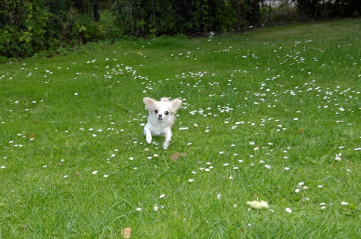 Chihuahua Mazey (Tut) billede 9